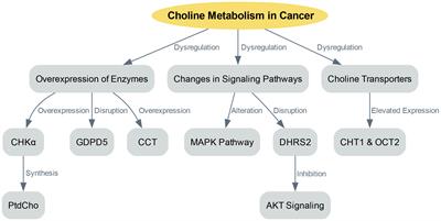 Choline metabolism and its implications in cancer